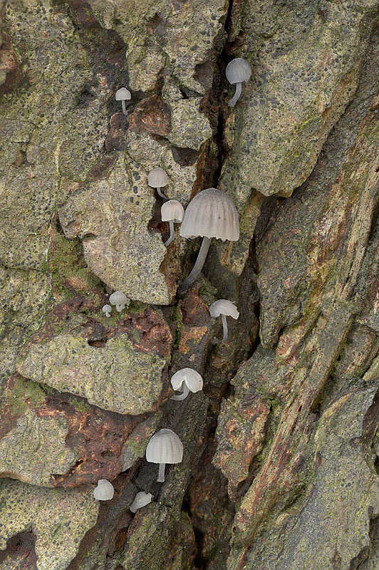 Mycena pseudocorticola